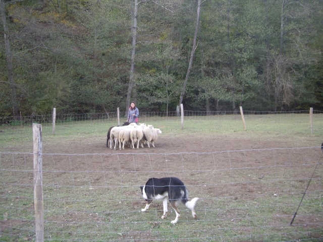 photos - Concours photos : " Attitude au travail sur troupeaux d'ovins " - Page 2 Troupe11