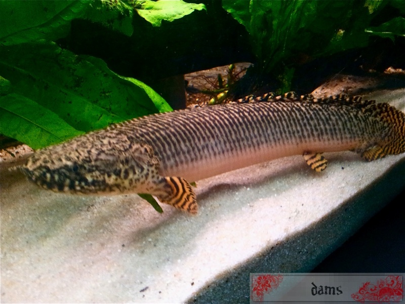 Polypterus ornatipinnis 2012-084