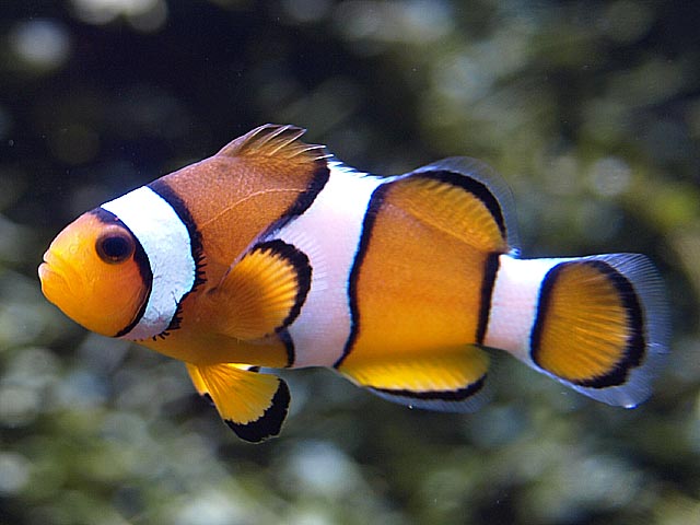 Amphiprion ocellaris	 Amphpe10