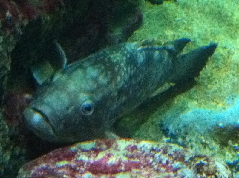 Aquarium Mare Nostrum Montpellier Img_1910