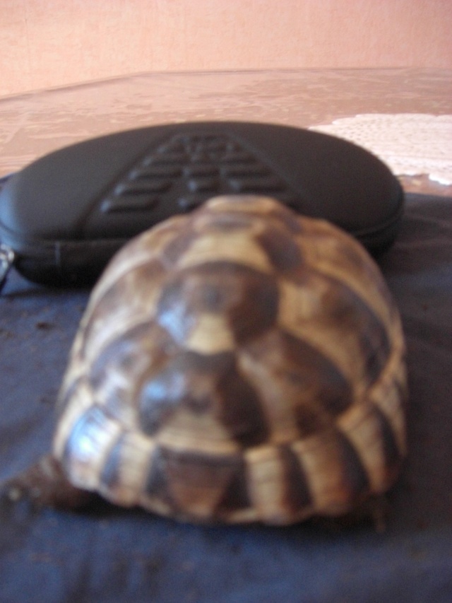 identification de mes 2 tortues + sexe  Cimg1217
