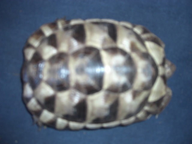 identification de mes 2 tortues + sexe  T210