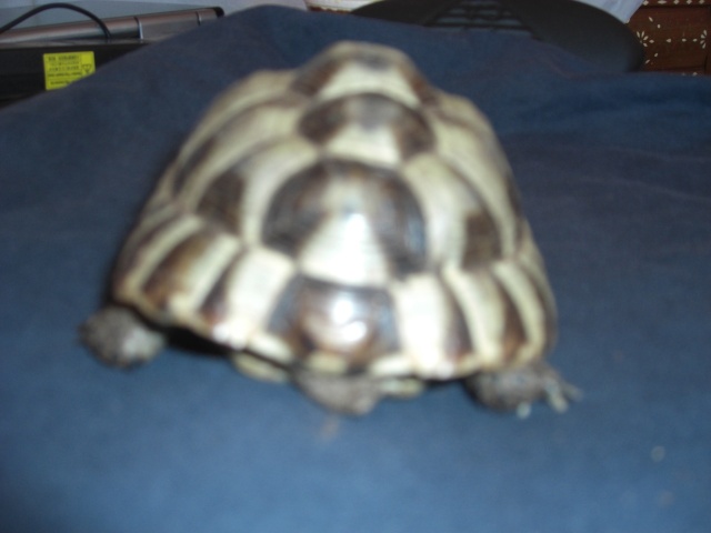 identification de mes 2 tortues + sexe  T410