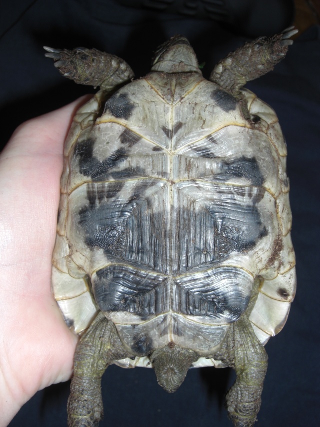 identification de mes 2 tortues + sexe  T510