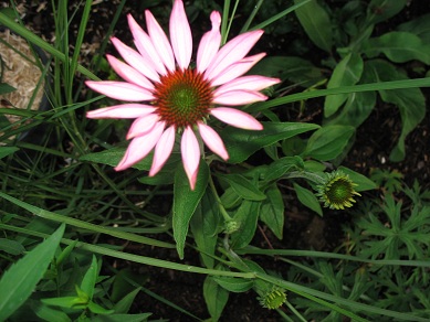 Echinacea, avec un peu de recul.... Img_0228