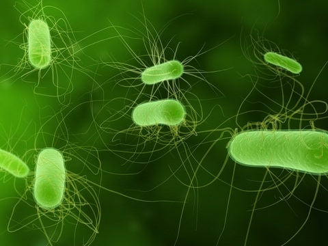 Análisis forenses determinan que la superbacteria E.Coli europea fue creada mediante bioingeniería para producir víctimas humanas E_coli10