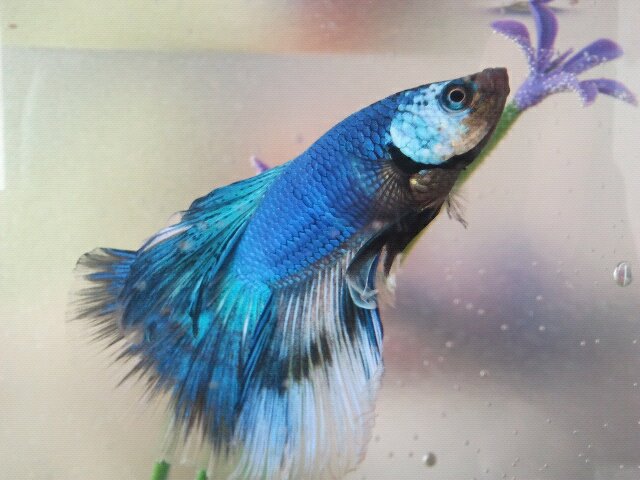 Mon poisson d'avril + mon ptit Plaka Avril_12