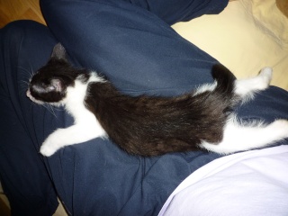 Groucha, chaton noir et blanc, né fin mai 2011 P1080316
