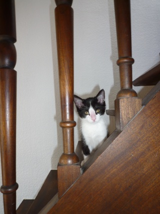Groucha, chaton noir et blanc, né fin mai 2011 P1080416