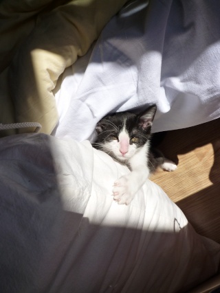 Groucha, chaton noir et blanc, né fin mai 2011 P1080417