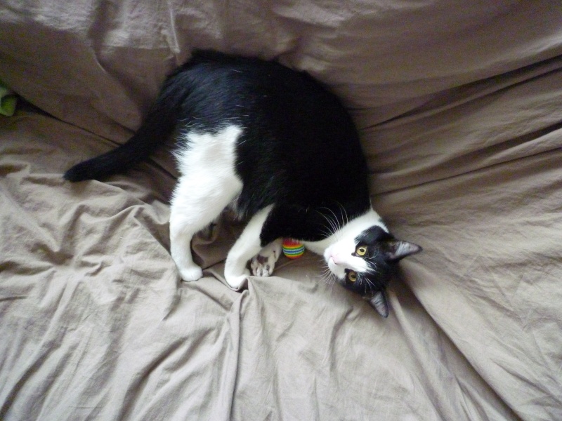 Groucha, chaton noir et blanc, né fin mai 2011 P1100112