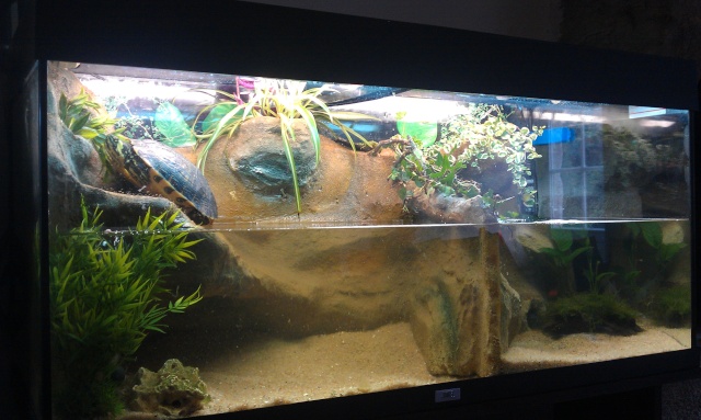 aquaterrarium 200L  Imag0228