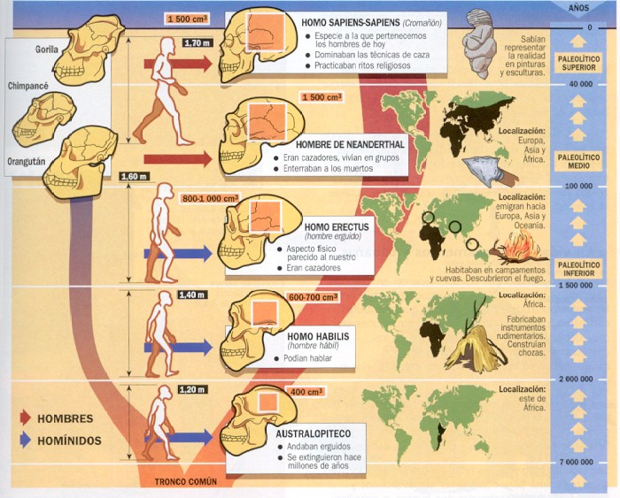 Homo heidelbergensis: 200 mil años anterior al neandertal complican la teoría de la evolución  Evolhu10