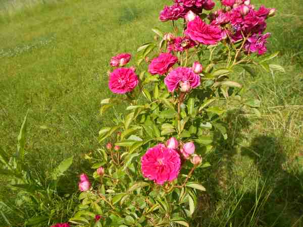 Rosier Bonfire Bonfir10