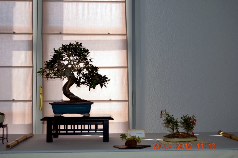 EXPOSICIÓ BONSAI NATSU‏-Sant Vicenç dels Horts 1_1010