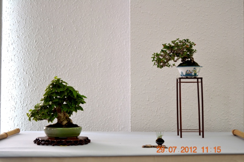 EXPOSICIÓ BONSAI NATSU‏-Sant Vicenç dels Horts 1_1610