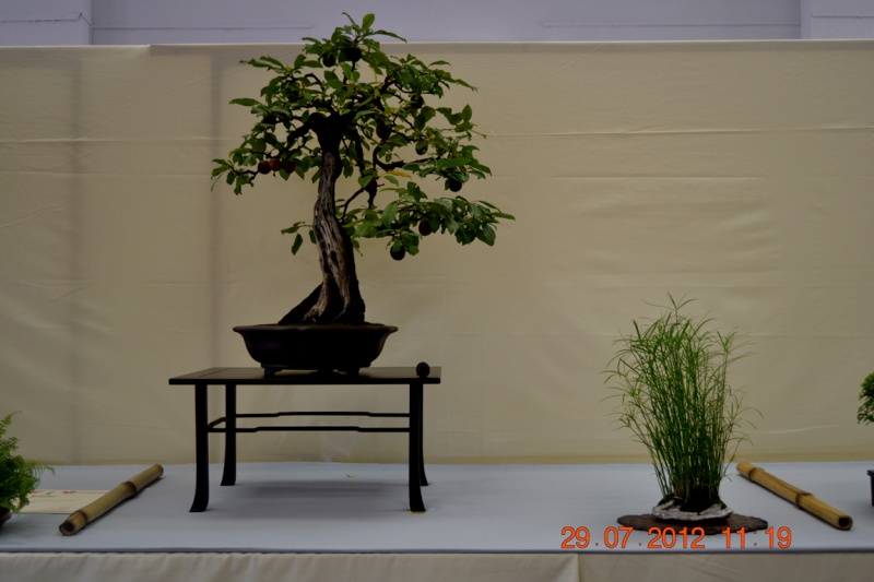 EXPOSICIÓ BONSAI NATSU‏-Sant Vicenç dels Horts 1_2510