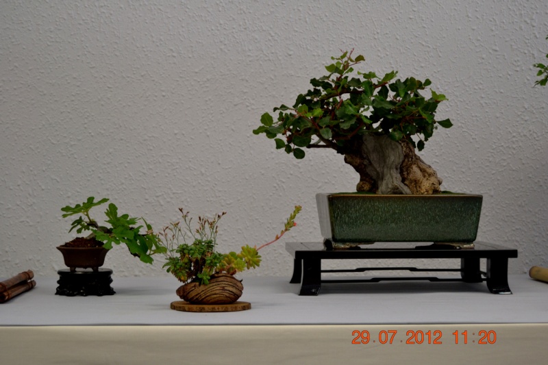 EXPOSICIÓ BONSAI NATSU‏-Sant Vicenç dels Horts 1_2610