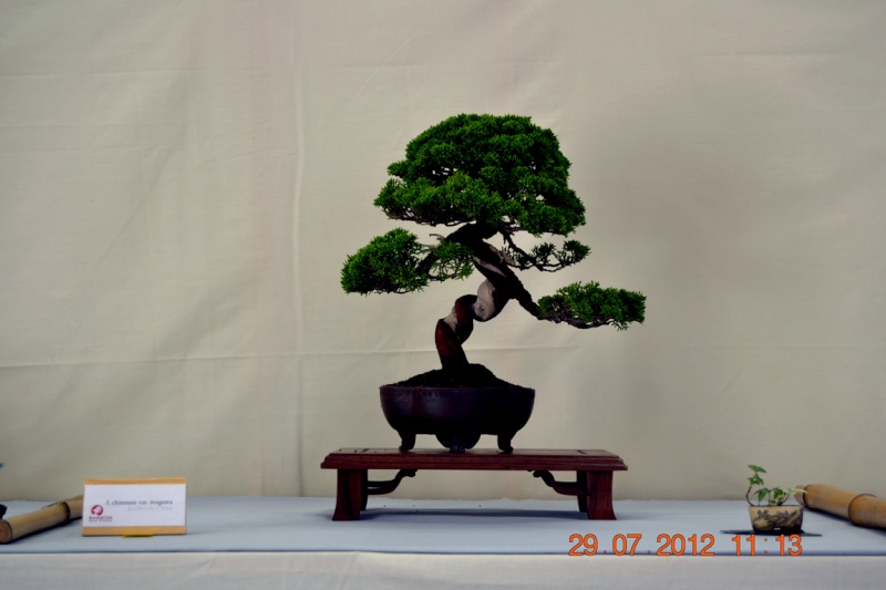 EXPOSICIÓ BONSAI NATSU‏-Sant Vicenç dels Horts 1_810