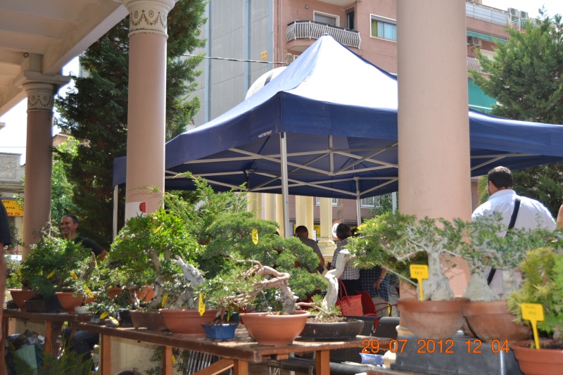 EXPOSICIÓ BONSAI NATSU‏-Sant Vicenç dels Horts Dsc_0479