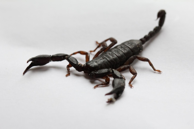 Scorpion ID - Euscorpius?? Schorp16