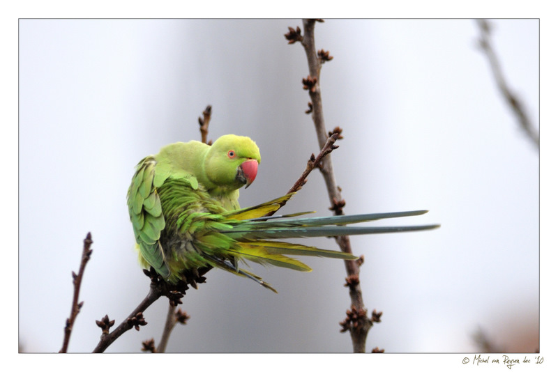 Perruche à collier Piaf_a10