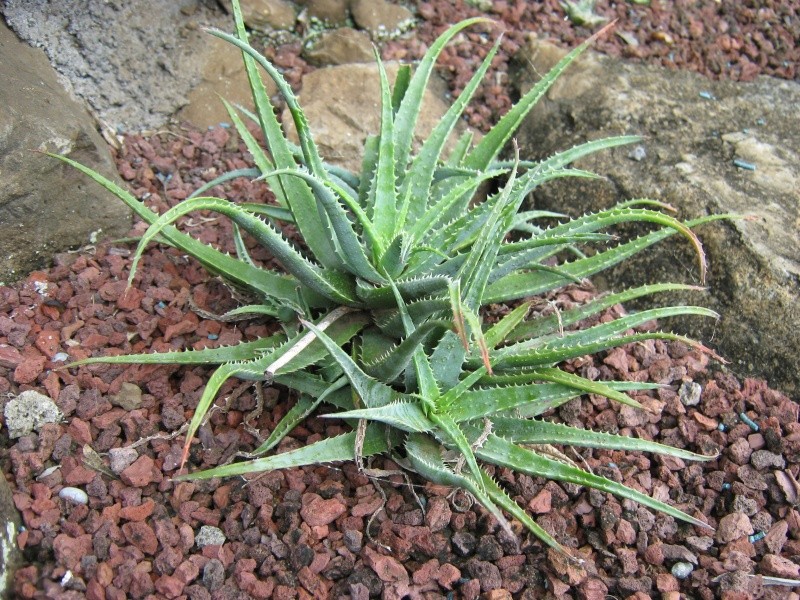 [ Aloe x spinosissima ] Aloe? Aloe_p10