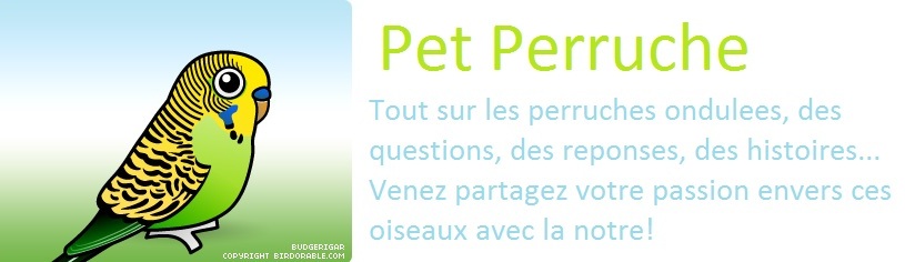 PET PERRUCHE