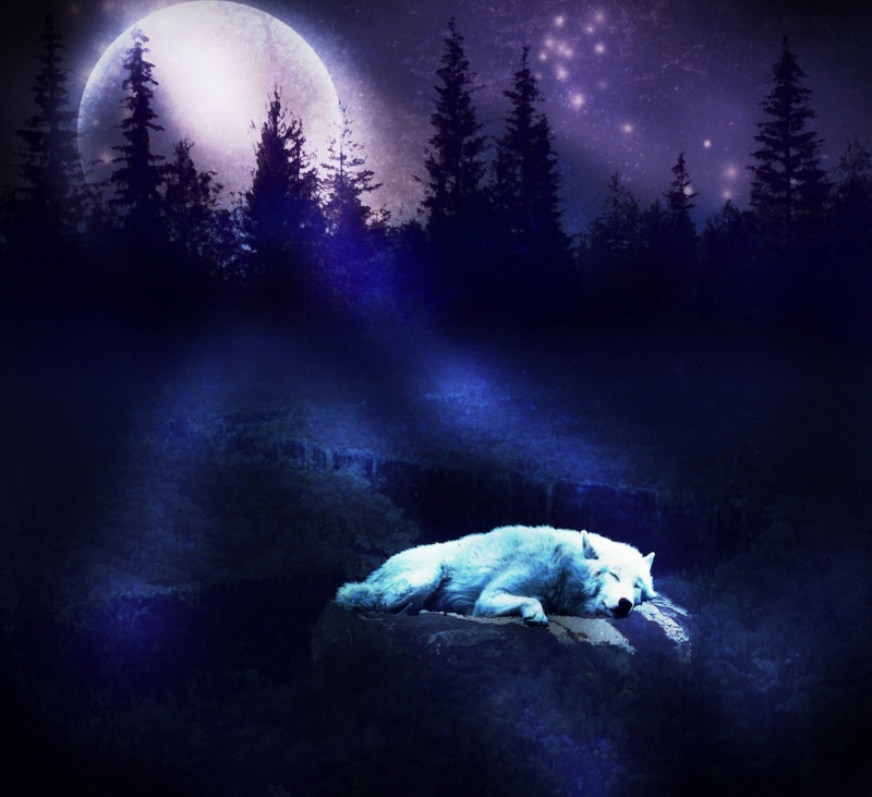 Moonlights & Shrringias & Sasakurinas & Serah's Beziehungslisten Wolf_s10