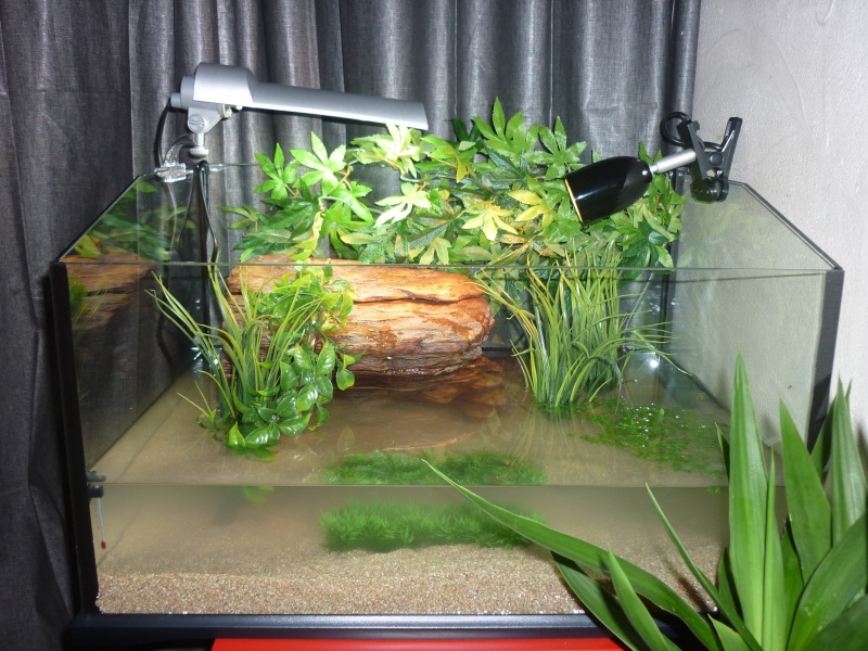 Votre avis sur mon aqua pour ma future sternotherus Aqua_g10