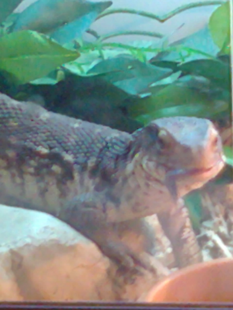 bosc monitor for sale :)  Photo020