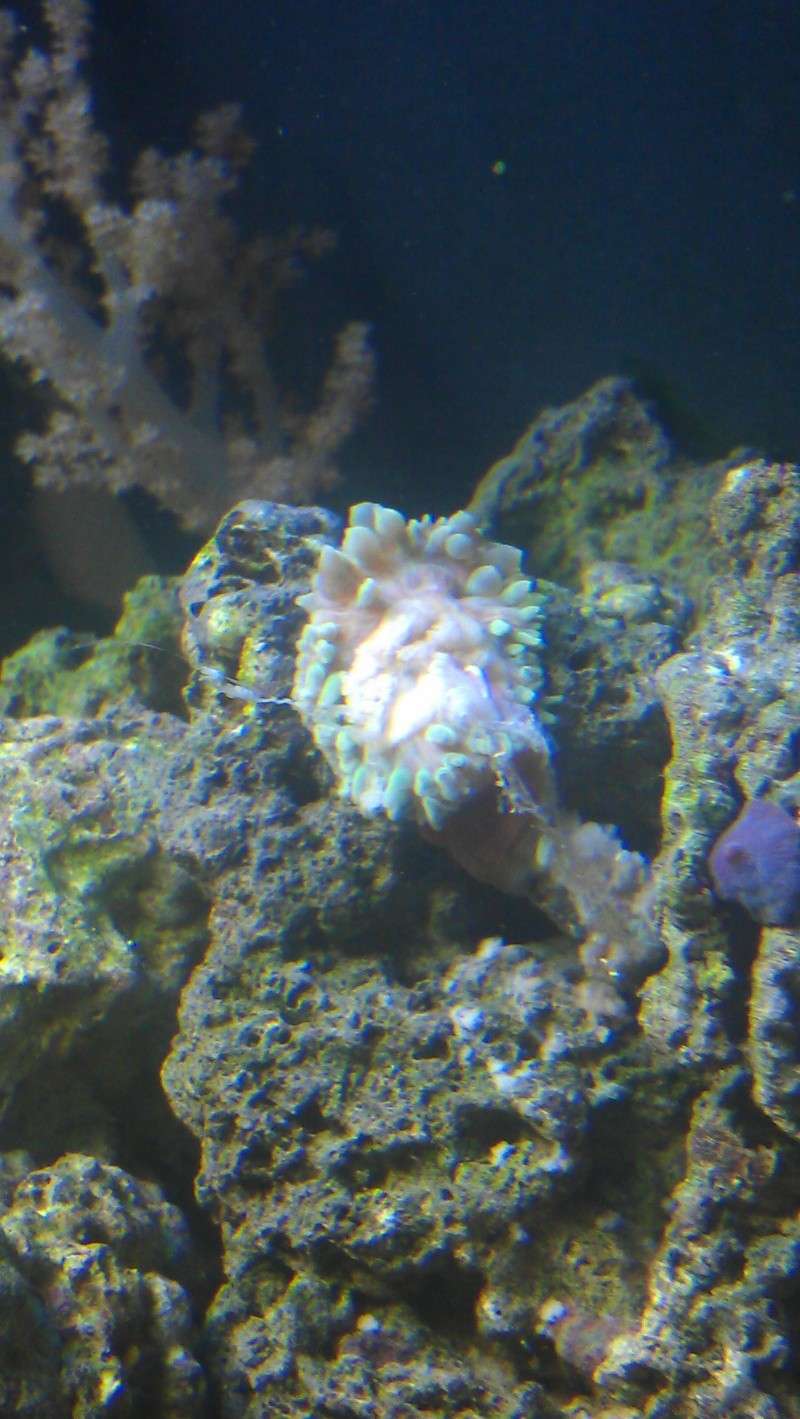 URGENT:  Green Bubble Tip Anemone Imag0216
