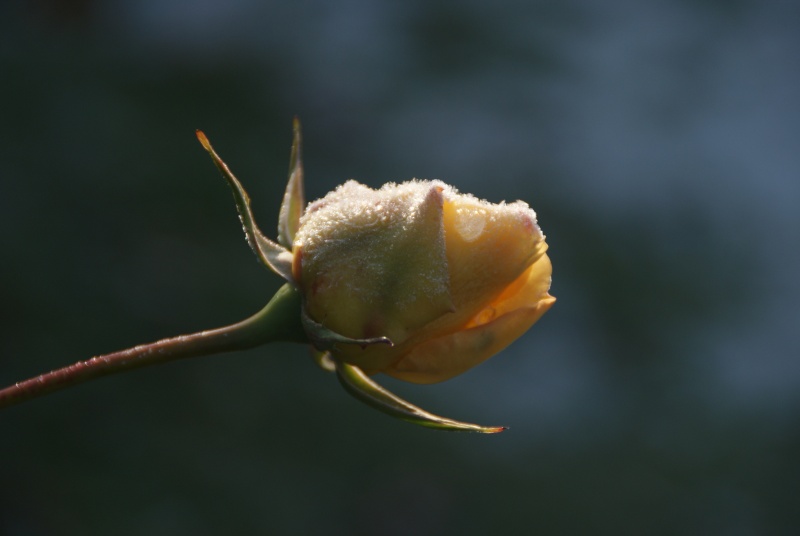 Rose et jaune  Dsc04011