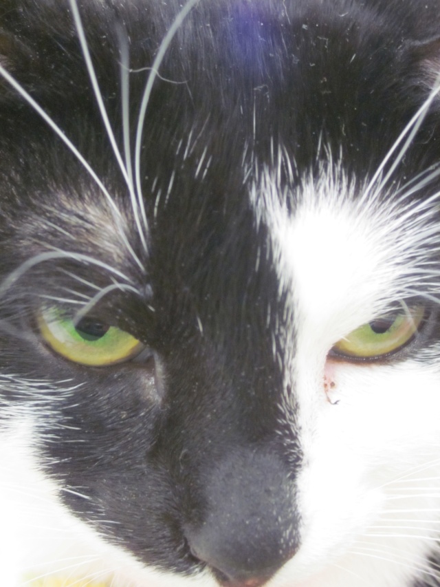Michoco (rebaptisée Bergamote), chatte noire et blanche née en mars 2011 - Page 2 Img_8510