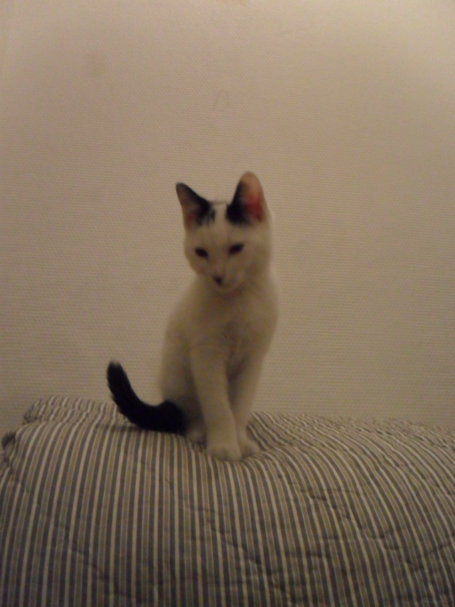 Shiro (devenu Figaro), chat noir et blanc, né début septembre 2012 Sam_3811