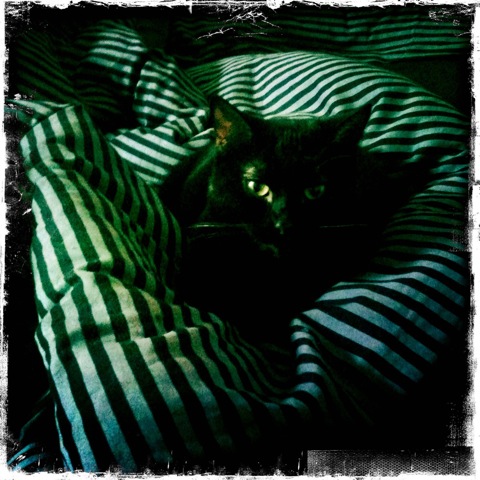 Ebony, chatte noire, née le 01/04/2011 Secure10