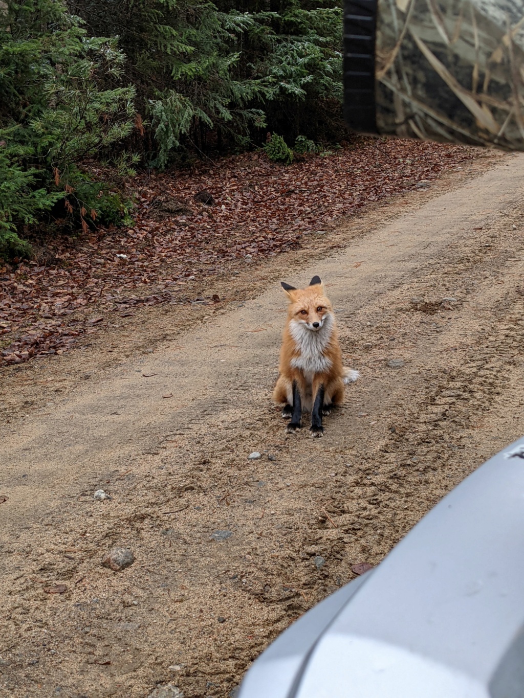 Chasse à la perdrix avec une rencontre inatendue! Pxl_2021