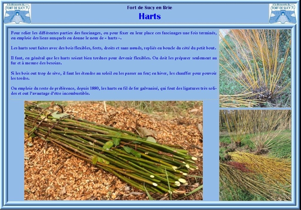 HARTS Harts10