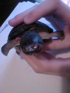 Ma tortue vient de se faire DEFIGURE ! aide svp Blese10