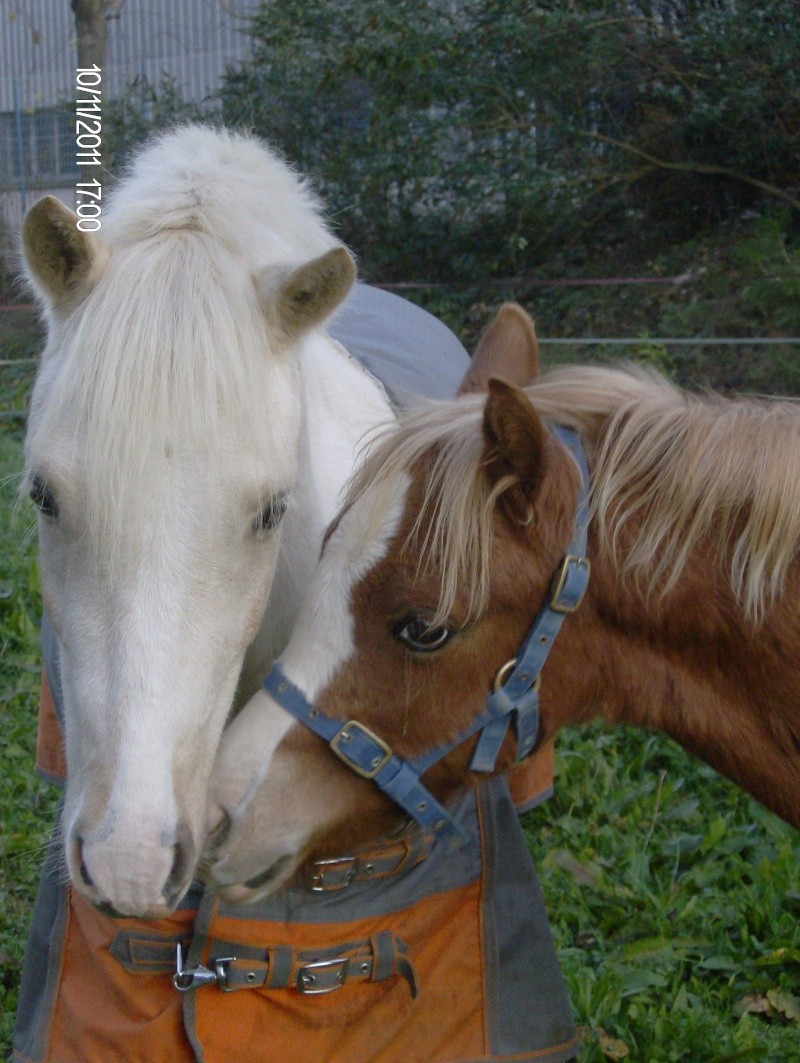 ByDream des Collieres Welsh Pony 03510