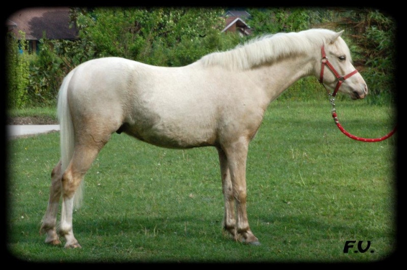 Welsh pony 56225110