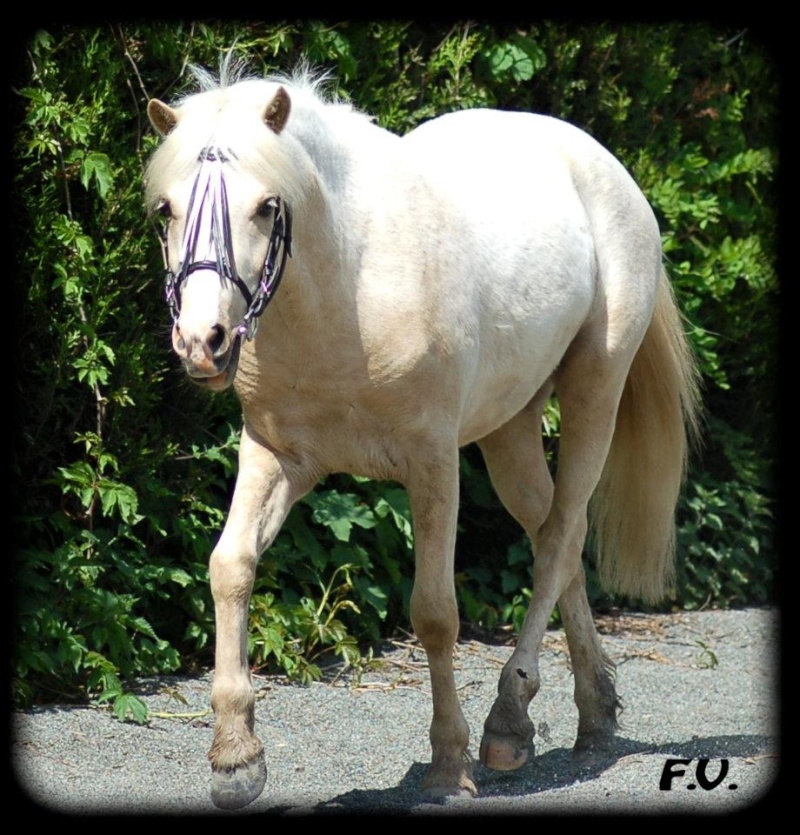 Welsh pony 58198710