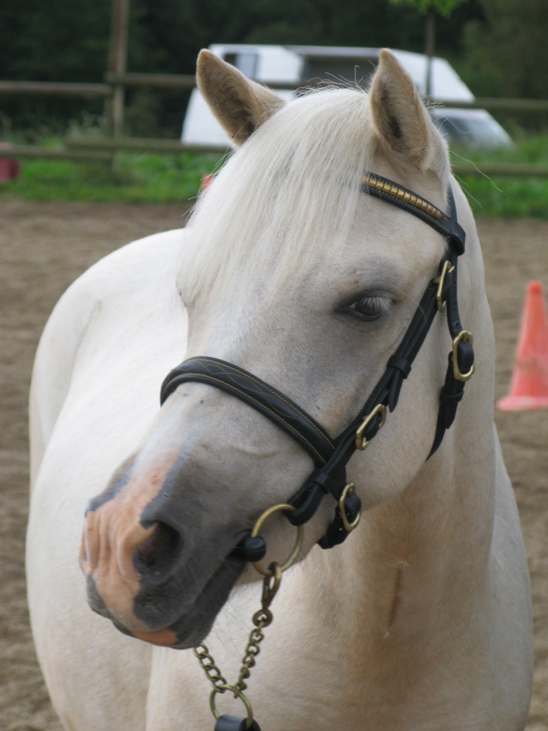 Welsh pony Img_6111