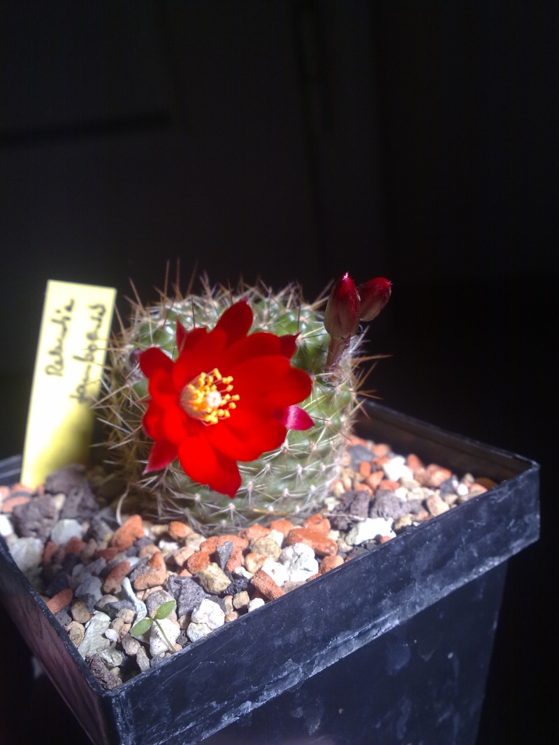 Hab auch Blüten ^^ - Seite 3 09042010