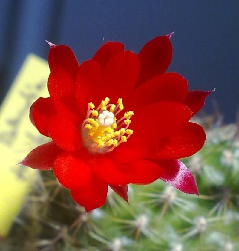 Hab auch Blüten ^^ - Seite 3 09042011
