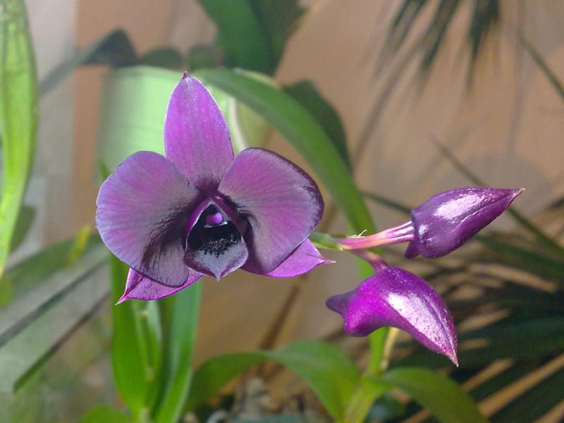 Orchideen 2011 - 2015 Teil 1 - Seite 6 K800_226