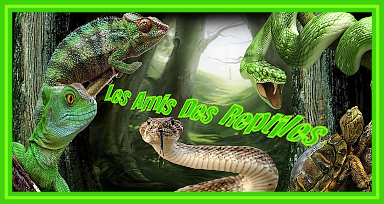 les amis des reptiles