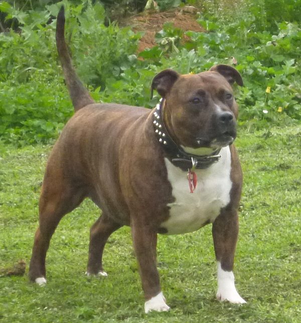 Kiesha - American x English Staffordshire Bull Terrior Kiesha10