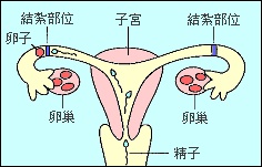 ~~~討論避孕方法~~~ Untitl14