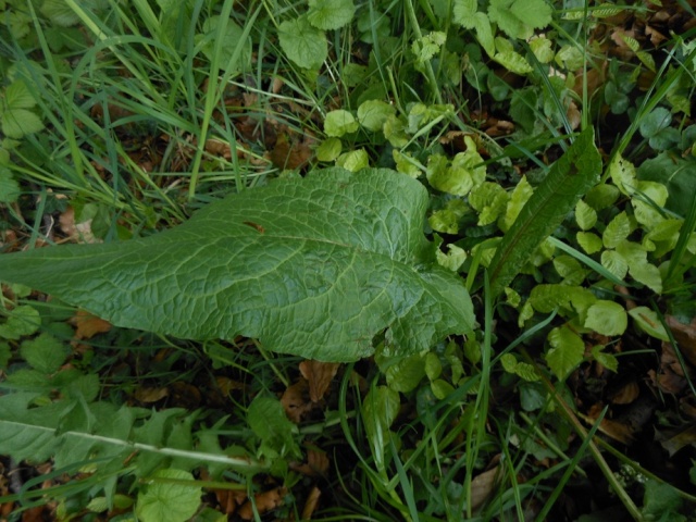 Pflanzen-Bilder-Sammelthread: verfütterbare Kräuter und Blüten Ampfer10